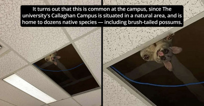 Australian Woman Attending A Class Suddenly Realizes She Is Being Supervised By An Unexpected Visitor