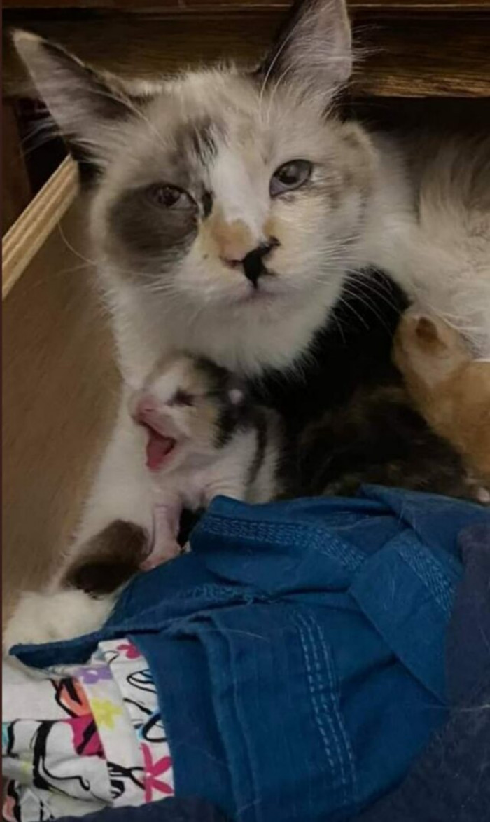 "Can you give me a recommendation for a babysitter?"