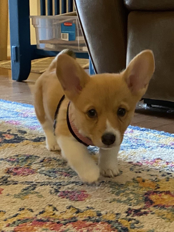 10. "My wife said she volunteered us to dog-sit for the weekend. I protested. Then she sent this picture. So, we’re dog-sitting this weekend."