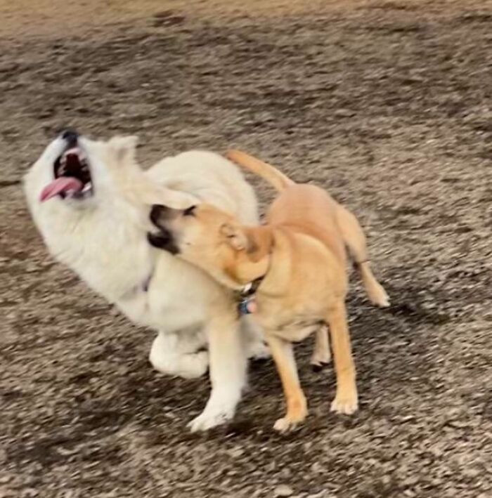 "My Derpy Pup (Left) At The Dog Park Making Friends"