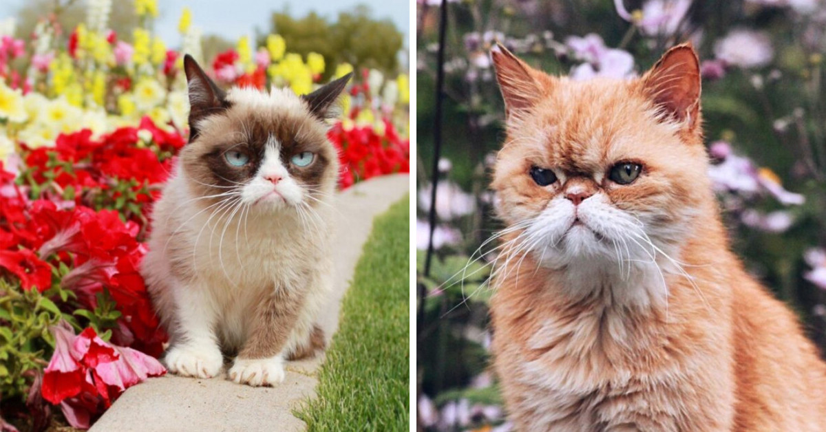 Purrfection May Be Annoying, But Being Grumpy Is What These 21 Viral Cats Do Best