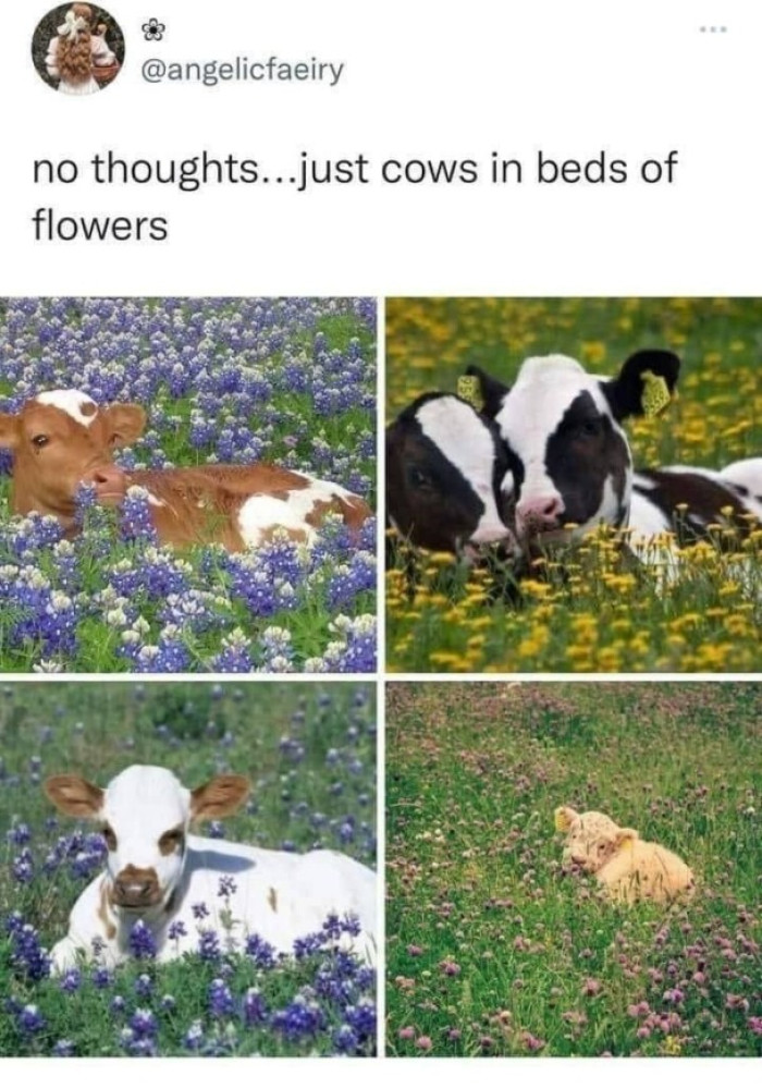 16. Happy cows