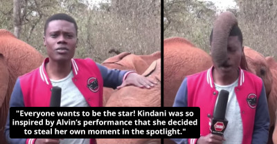 Baby Elephant Steals the Spotlight During TV Report and Insists the Reporter Plays with Him