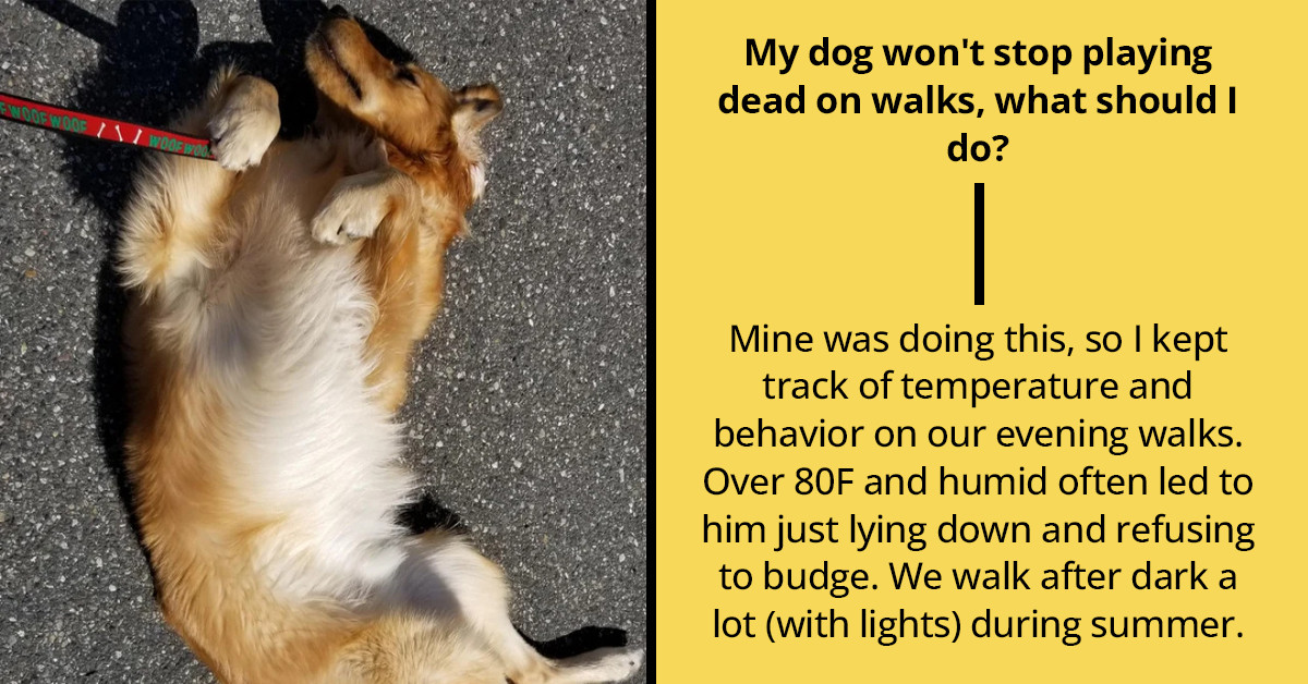 Dog Owner Asks Why His Golden Retriever Randomly Plays Dead In The Middle Of Their Walks