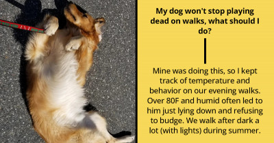 Dog Owner Asks Why His Golden Retriever Randomly Plays Dead In The Middle Of Their Walks
