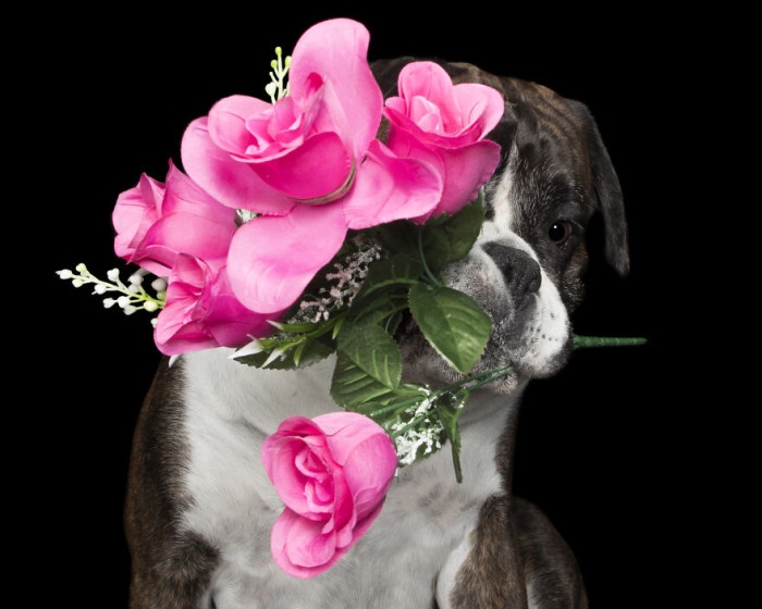5. Dozer And The Pink Flowers