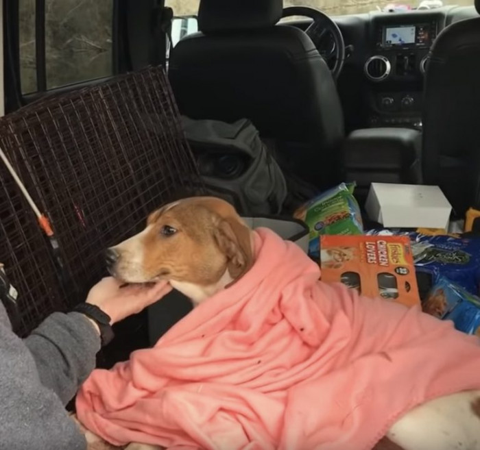 It Was Obvious She Had Broken Legs Before She Was Taken into the Jeep