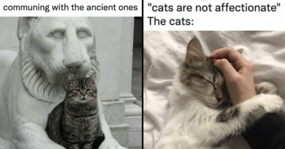 11 People Share Supurrb Cat Posts That Will Chase The Blues Away
