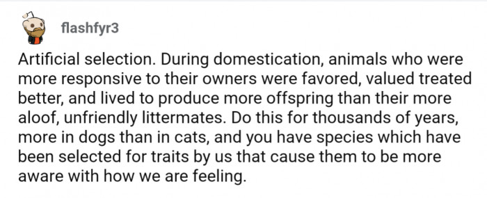 The more friendly and responsive an animal was, the more likely they were used for breeding