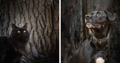 Photographer Captures The Amazing Portraits Of Black Pets To Show People How Awesome They Really Are