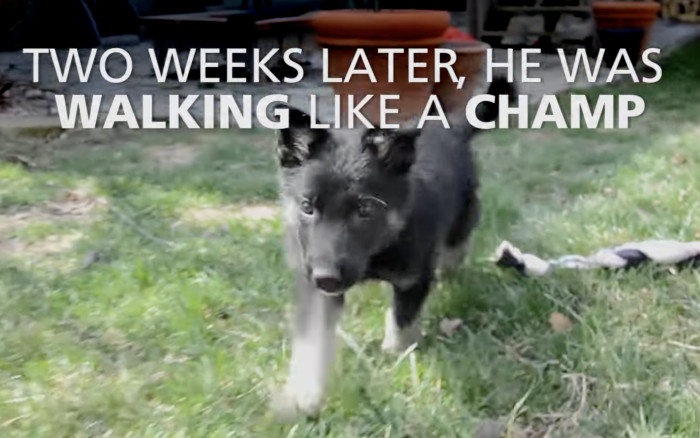 Two weeks later, he was an unbeatable champion of The Zoomies