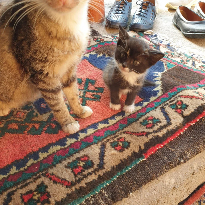 13. Stray cat visits a grandma with her baby