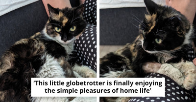 Canadian Border Agents Stunned By Unexpected Find After Peeking Into Mysterious Box From China