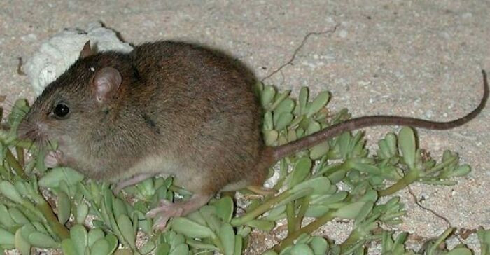 Bramble Cay Melomys - Extinct 2015