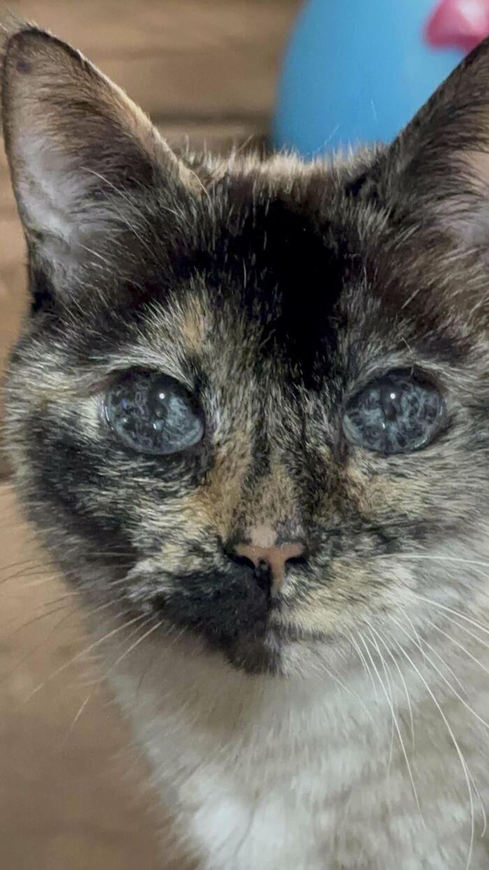 5. Meet Lola, the Tortie-Point Siamese with eyes that could stop traffic
