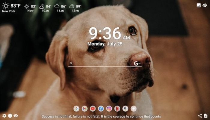 Bernese Mountain Dogs