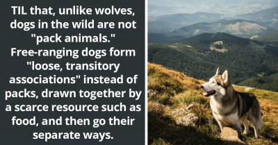 Redditor Shares Interesting Fact About Dogs In The Wild: Unlike Wolfs, They Are Not Pack Animals