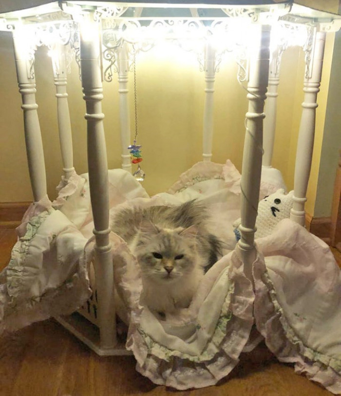 2. A royal cat relaxing in her gazebo.