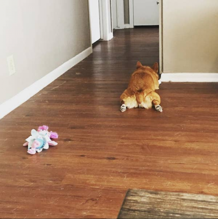 33. How long must this sweet Corgi wait patiently for someone, anyone, to ackowledge how cute her floofy butt is?