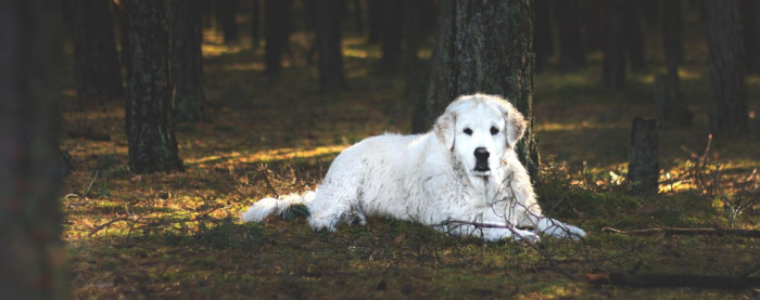 Nature Names for White Dogs