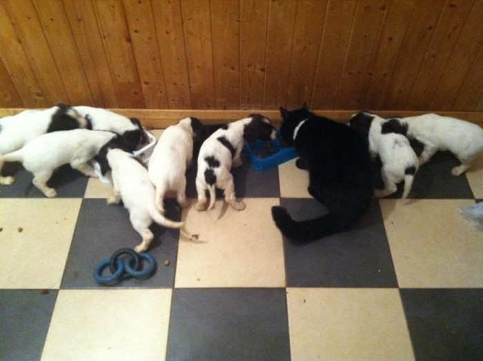 8. There's an ad out, but it seems that the doggos don't care.