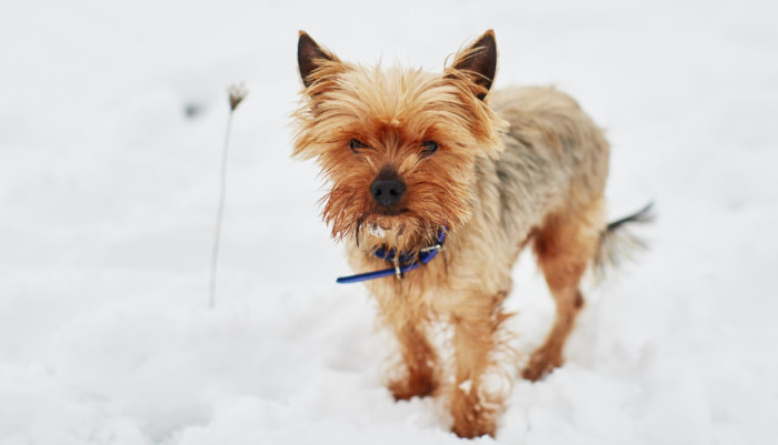 Big Names for Small Dogs