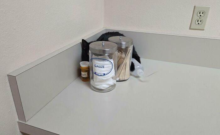 13. Nova Is Hiding From The Vet