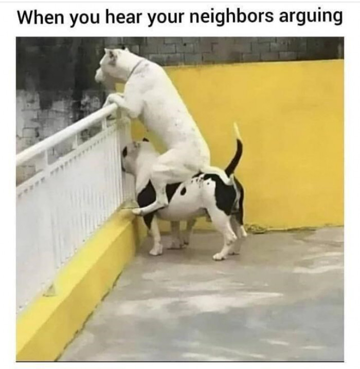 1. When your dogs always have the latest gist