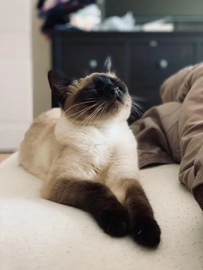 2. Looks like Jasmine is having her beauty rest.