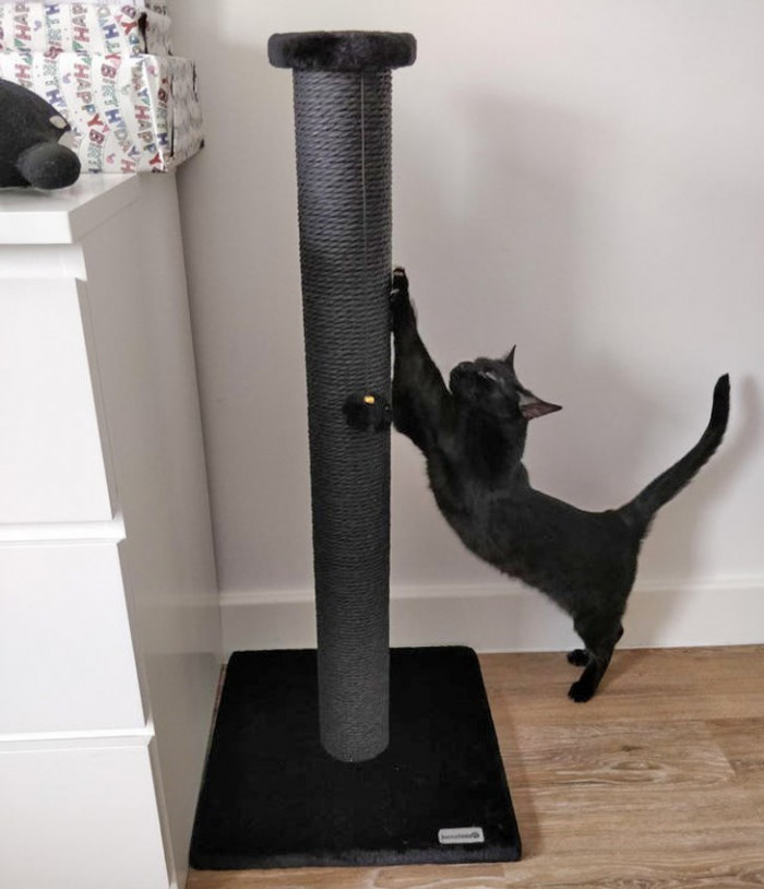 12. Her owner got a gift for the cat, but it wasn't the cat's birthday... It was her owner's birthday.