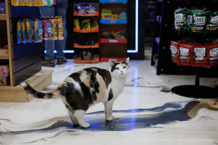 "She Cleared A Four-Year Mouse Problem In Three Days. The Owner Remodeled The Floor To Match Her"