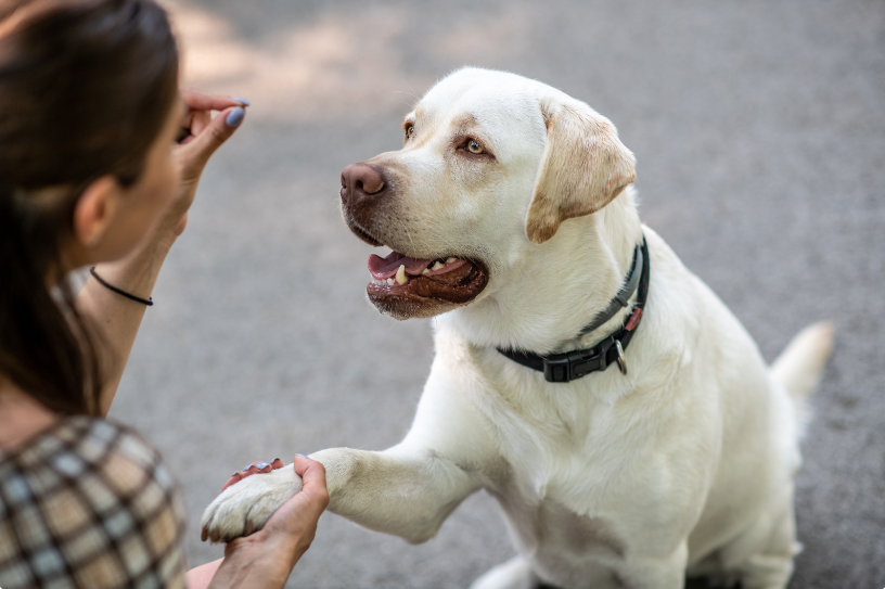 The dog owner should train their pet with consistency.