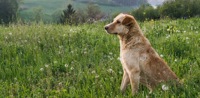 Country Girl Dog Names