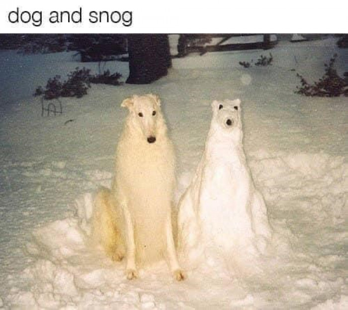 11. Dog and Snog: