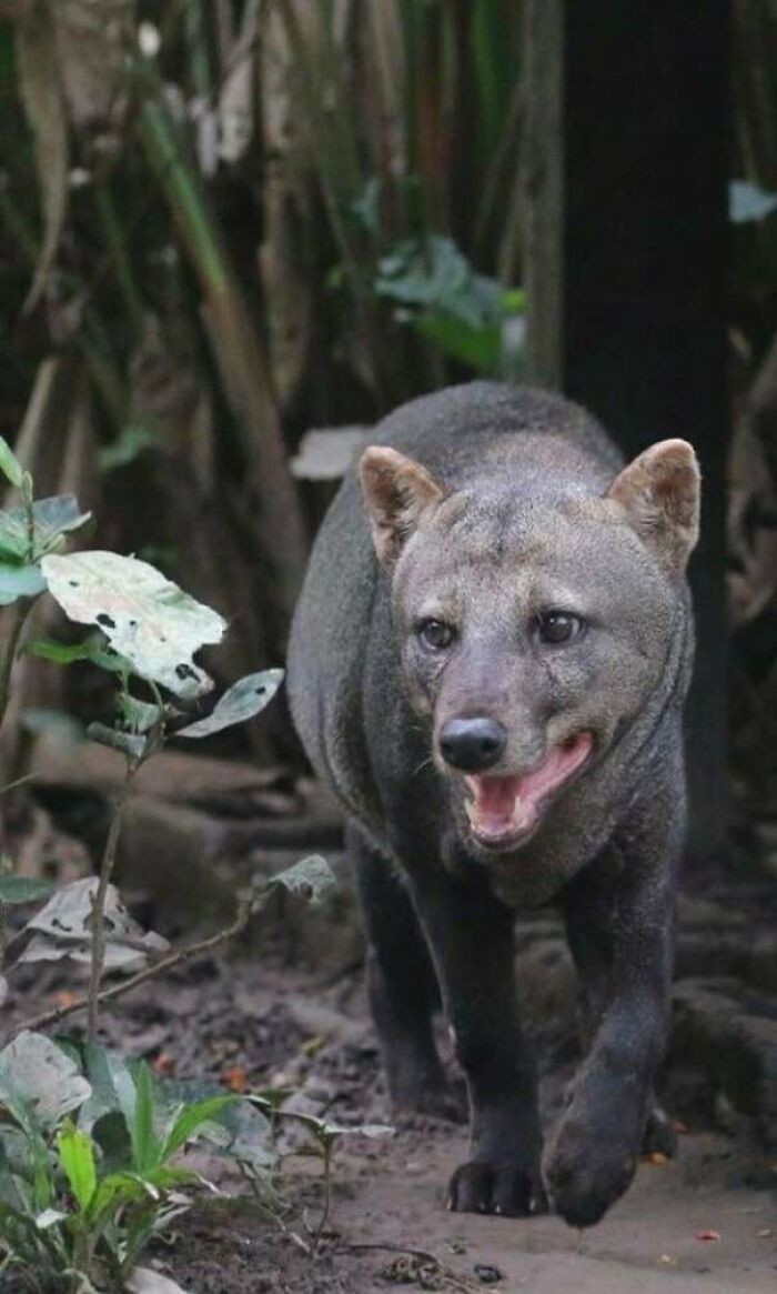 The short-eared dog of the Amazon rainforest is among the world’s most elusive and unusual wild canids, rarely seen and still largely unknown even to scientists.