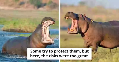 Tragic End For Man Who Treated Hippo Like Family