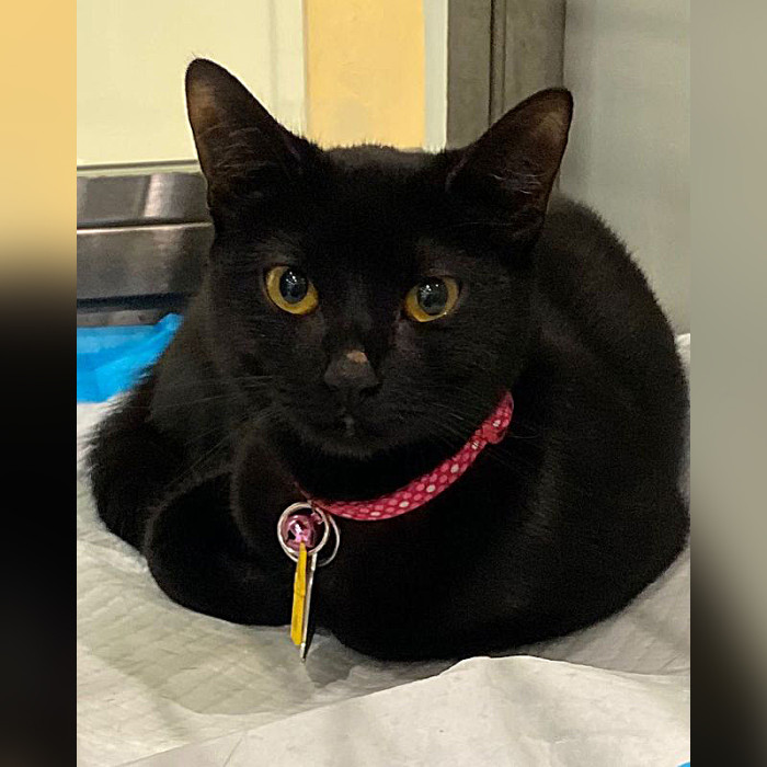 While Nas and Nia were housed at Animal Control, one rescuer was on a mission to find a black cat called Glory