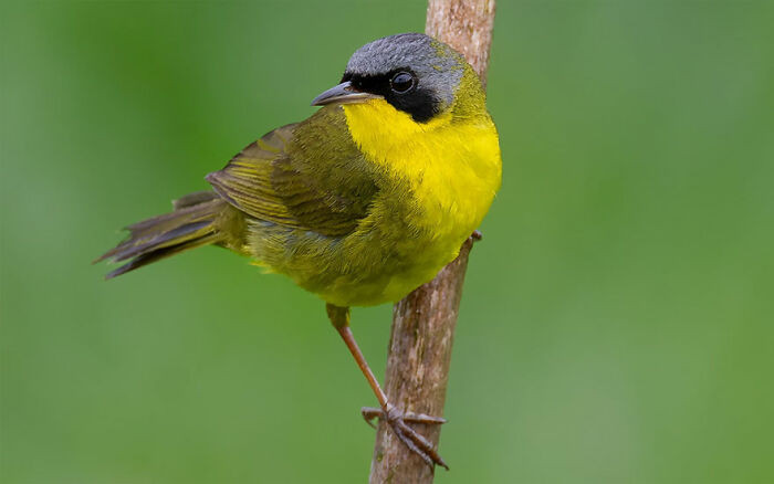 Masked Yellowthroat