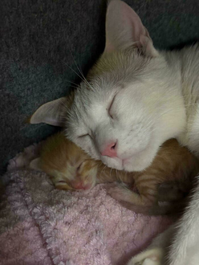 15. Foster mom cuddling her new baby