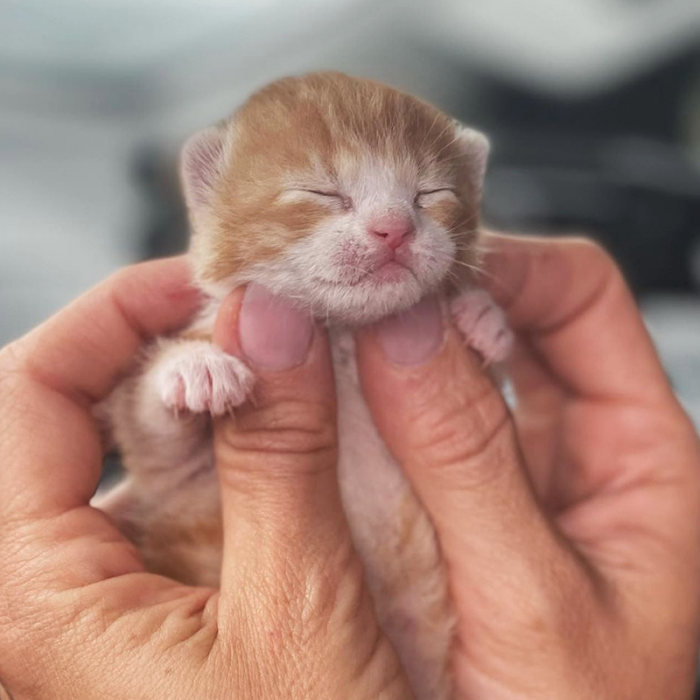 The sweet kitten was aptly named Chudo, which means