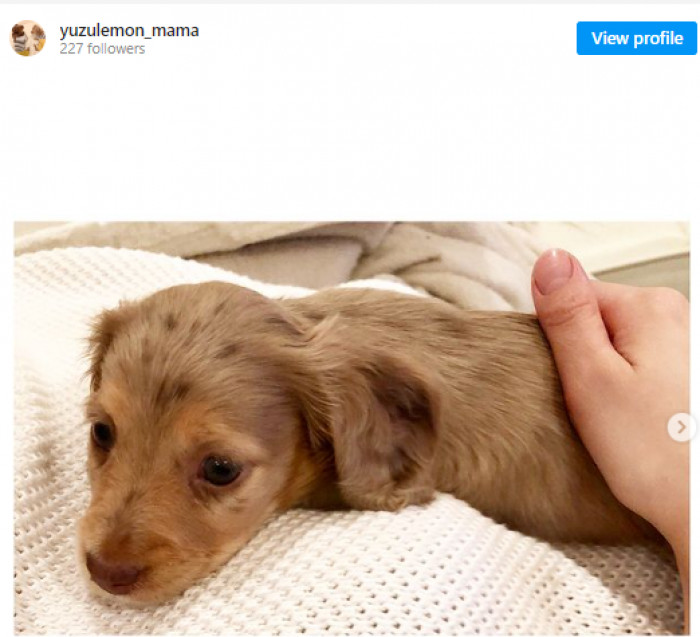 2. Look at this small baby dachshund who appears to have given birth first: