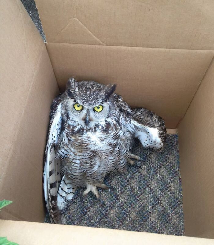 "My Friend Rescued This Owl"