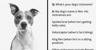 People From An Online Community Share Their Dogs' Real Names Along With The Funny Nicknames They Came Up With