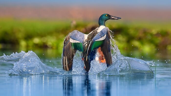 “Northern Shoveler”