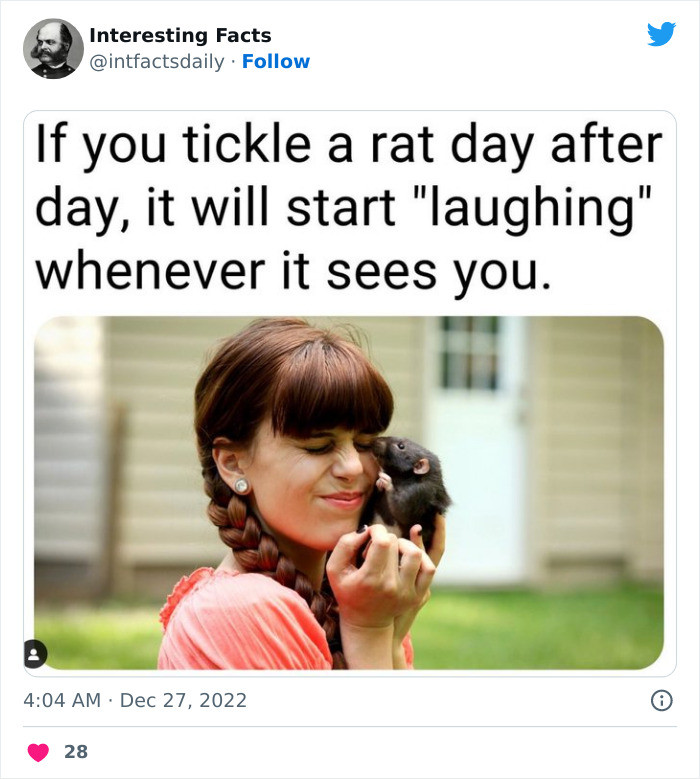 9. Have you tickled a rat before?