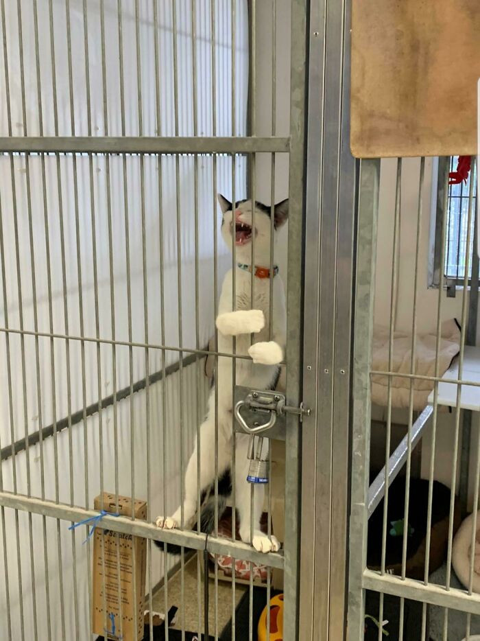 42. "Lemme out! I'm innocent!"