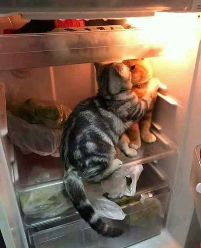 8. Sharing a kiss in the fridge