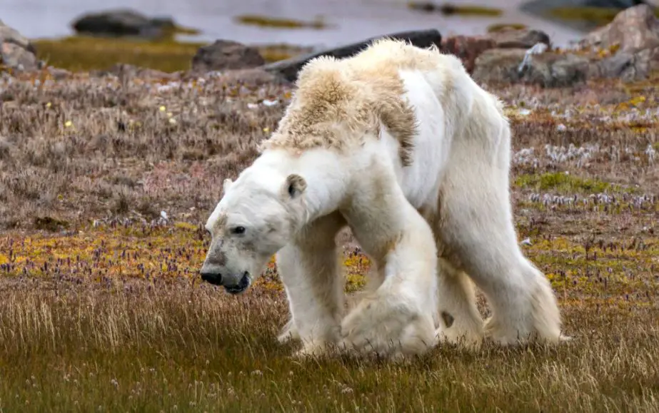 The photographer went back with his team and filming gear to capture a starving polar bear's reality, aiming to show people the harsh truth of its condition.