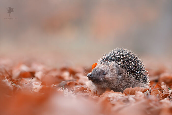 30. The Happy Hedgehog