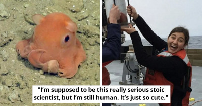 From The Depths Of The Sea Came This Big-Eyed Pink Octopus, Looking So Cute They Named It Adorabilis